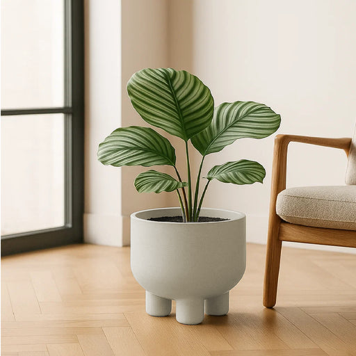 Matera Molta RF 40 x 33 cm - ambiente #ia - Tumatera.co