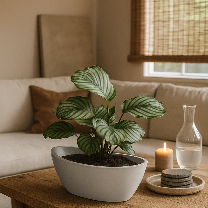 Matera Aria 40 x 16 cm - ambiente #ia - Tumatera.co