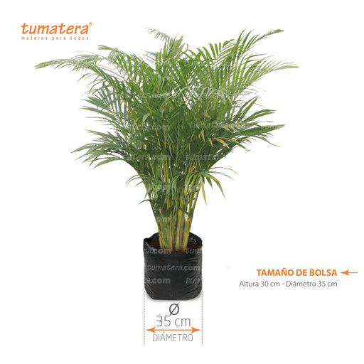 Planta Palma Areca B35 - Tumatera.co