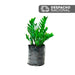 ZZ Plant B25 - Tumatera.com