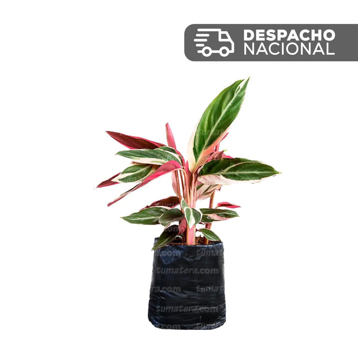 Planta Tricolor B25 - Tumatera.com