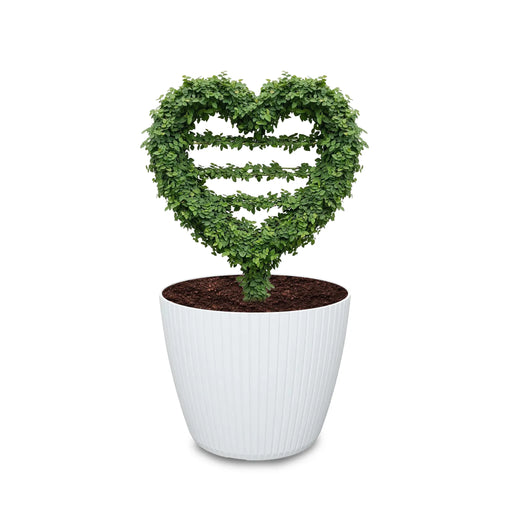 Estructura Topiario Corazón 25 Cm - ambiente #ia - Tumatera.co