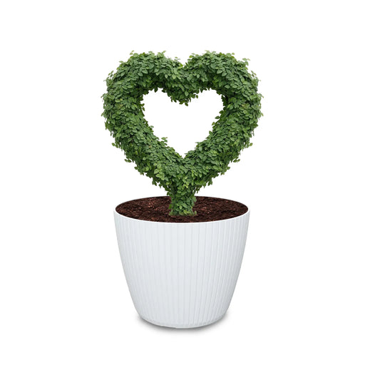 Estructura Topiario Corazón 26 Cm - ambiente #ia - Tumatera.co