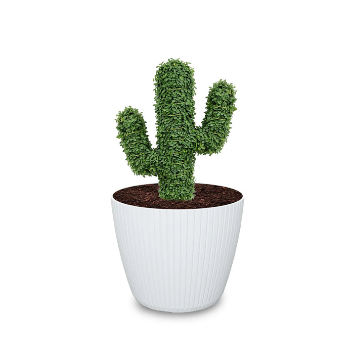 Estructura Topiario Cactus 25 Cm - ambiente #ia - Tumatera.co