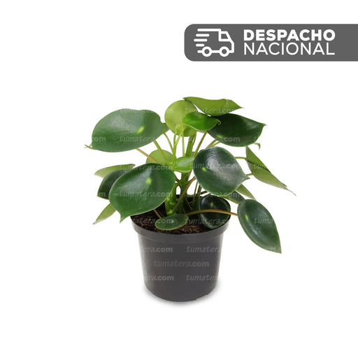 Planta Cucharita B10 - Tumatera.com