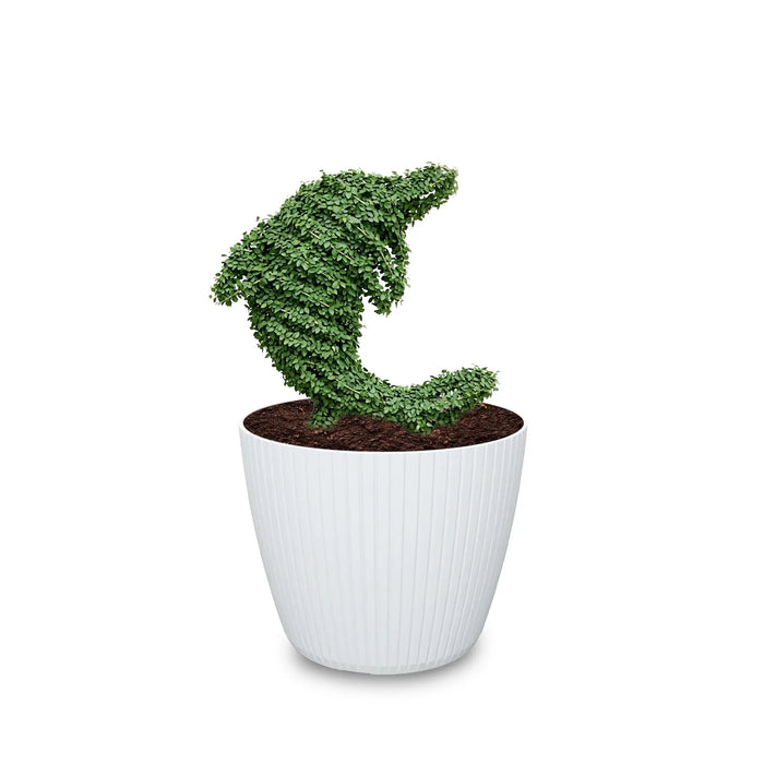Estructura Topiario Delfín 29 Cm - ambiente #ia  - Tumatera.co