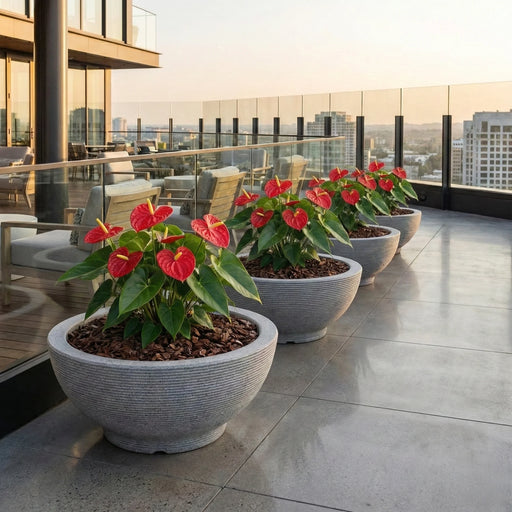 Matera Bowl Polietileno 77 Cm