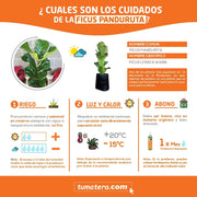 PLANTA FICUS PANDURATA B25 Ficha tecnica - Tumatera.co