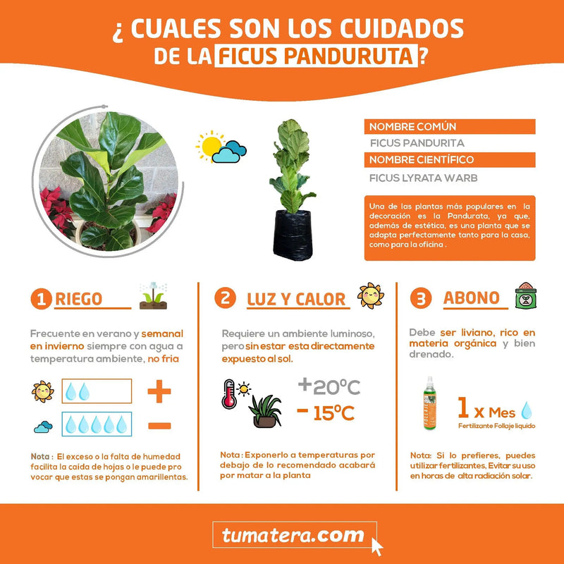 PLANTA FICUS PANDURATA B25 Ficha tecnica - Tumatera.co