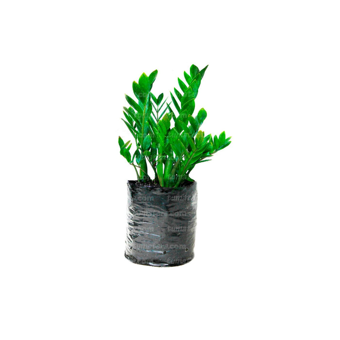 Planta Zz Plant B25