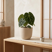 Matera en Cerámica Acanalada Cónica 22 cm - ambiente #ia arena - Tumatera.co