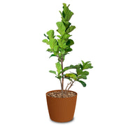 Combo Milly Eco 39 Cm Con Ficus Pandurata - Tumatera.co
