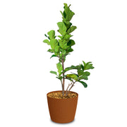 Combo Milly Eco 39 Cm Con Ficus Pandurata - Tumatera.co