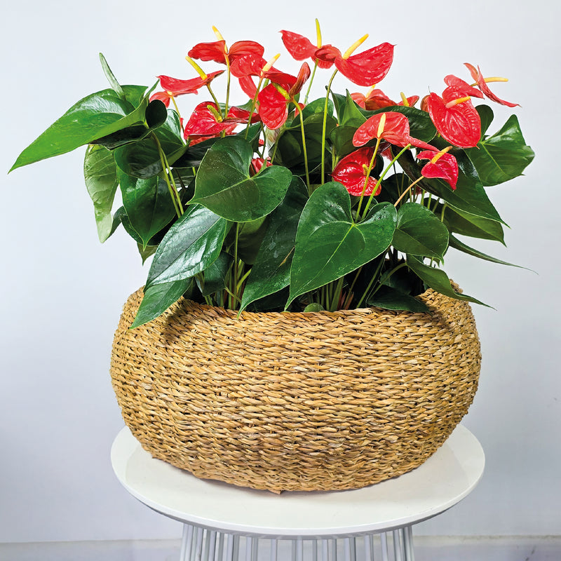 Cesta Bowl De Algas Marinas 37 x 22 cm