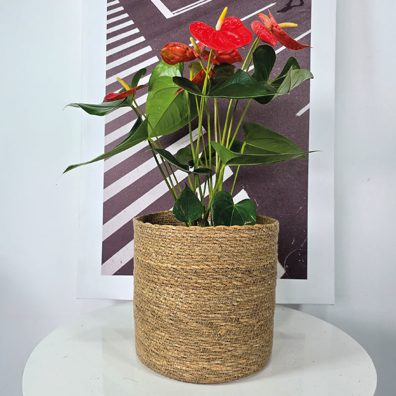 Cesta Cilindro De Algas Marinas 20 x 20 cm