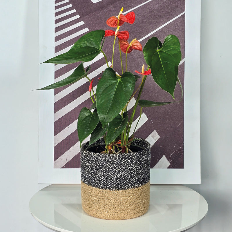 Cesta Cilindro De Yute 18 x 18 cm