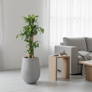 Combo de matera de cemento gris de 45cm de altura con una planta de Palo de Brasil (Dracaena fragrans) plantada en su interior. #ia - Tumatera.co