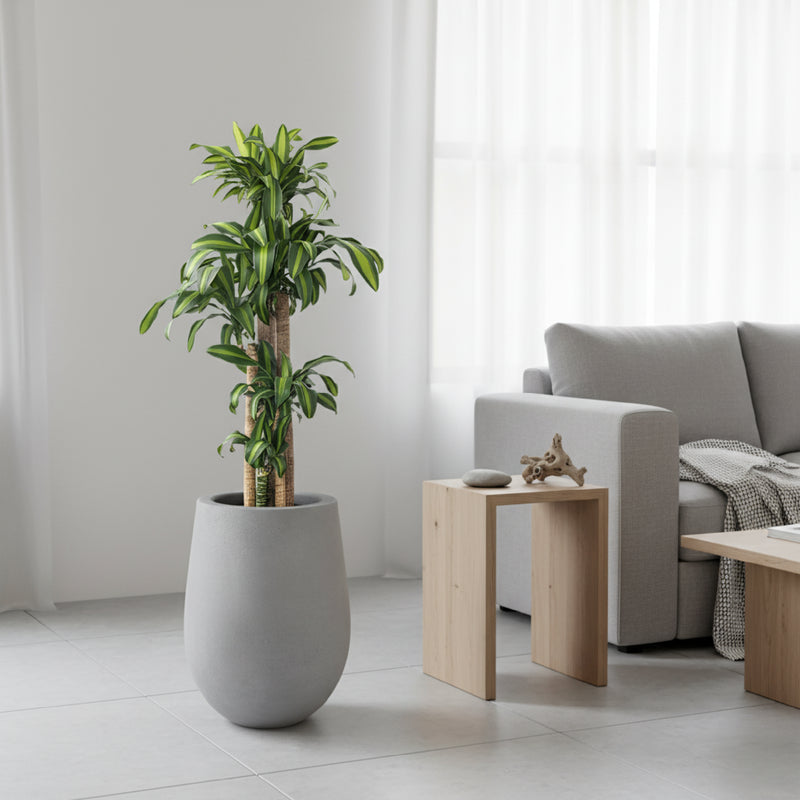 Combo de matera de cemento gris de 45cm de altura con una planta de Palo de Brasil (Dracaena fragrans) plantada en su interior. #ia - Tumatera.co