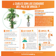 Combo Matera Cemento 45 cm con Palo de Brasil - Tumatera.co