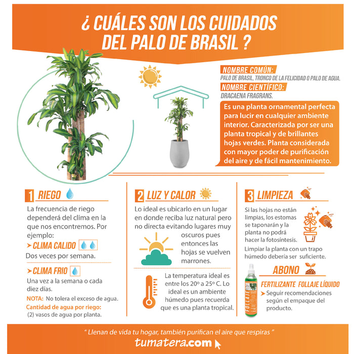 Combo Matera Cemento 45 cm con Palo de Brasil