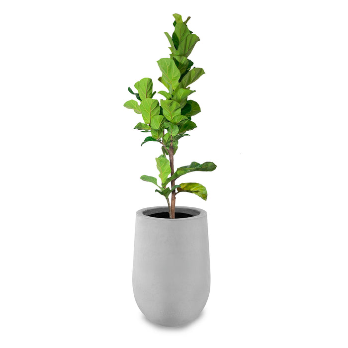 Combo Matera Cemento 59 cm con Ficus Pandurata