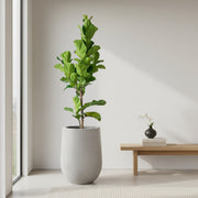 Combo de matera de cemento gris de 59cm de altura con un gran árbol de Ficus Pandurata (Ficus Lyrata) plantado en su interior. #ia - Tumatera.co