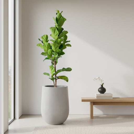 Combo de matera de cemento gris de 59cm de altura con un gran árbol de Ficus Pandurata (Ficus Lyrata) plantado en su interior. #ia - Tumatera.co