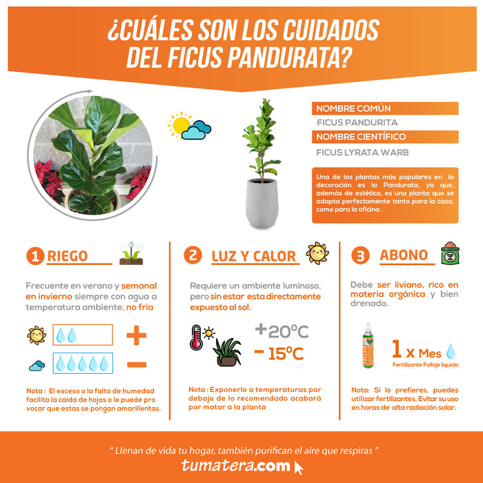 Combo Matera Cemento 59 cm con Ficus Pandurata