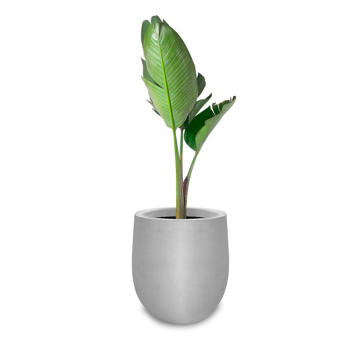 Combo Matera Cemento 50 cm con Palma Viajera