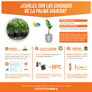 Combo Matera Cemento 50 cm con Palma Viajera - Tumatera.co