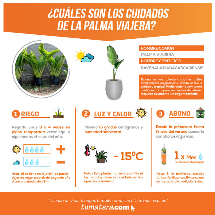 Combo Matera Cemento 50 cm con Palma Viajera