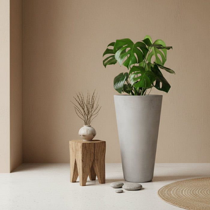 Combo de matera de cemento gris de 61cm de altura con una gran planta de Balazo (Monstera deliciosa) con hojas partidas, plantada en su interior. #ia - Tumatera.co