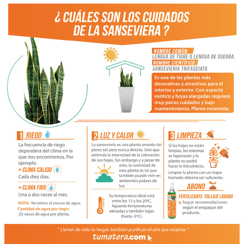 Combo Matera Cemento Piramidal 61 cm con Sanseviera