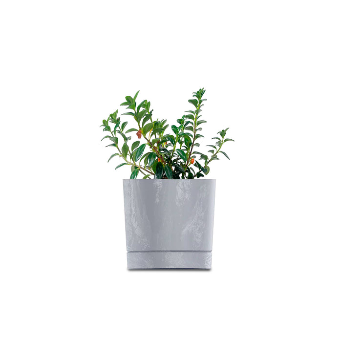 Combo Matera Tubo P Beton 15 cm con Pescadito