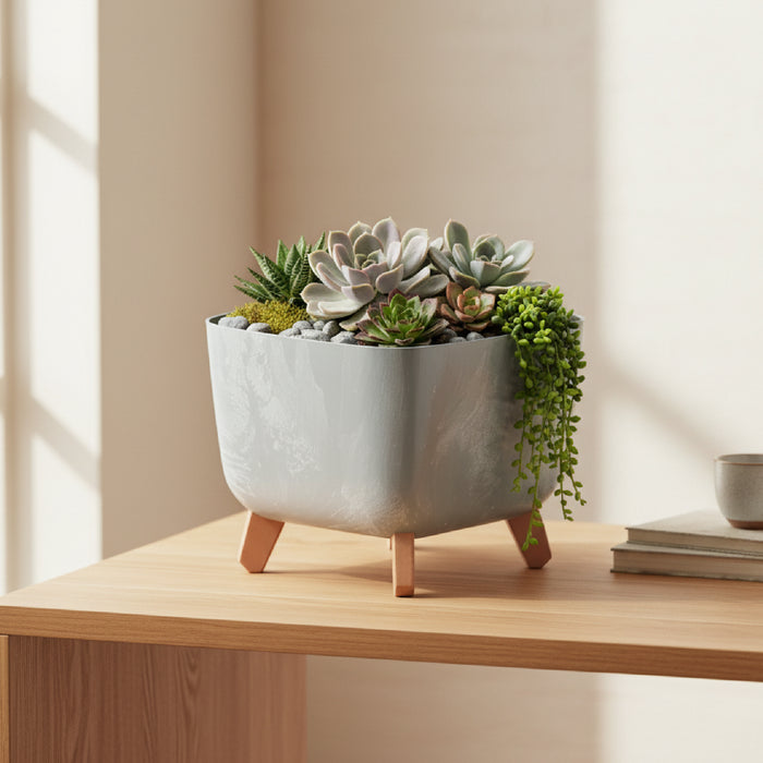 Combo de terrario de suculentas variadas, plantado en una matera cuadrada de 29cm de color gris con un acabado de efecto concreto. #ia - Tumatera.co