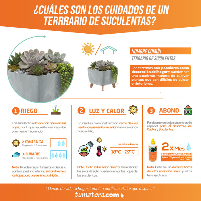 Combo Matera Gracia Square Beton 29 Cm + Terrario Suculentas