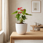 Matera en Cerámica Acanalada Cónica 22 cm - ambiente #ia blanco - Tumatera.co
