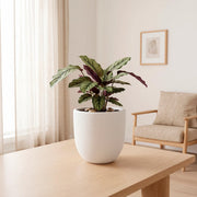 Matera en Cerámica Acanalada Cónica 26 cm - ambiente #ia blanco - Tumatera.co