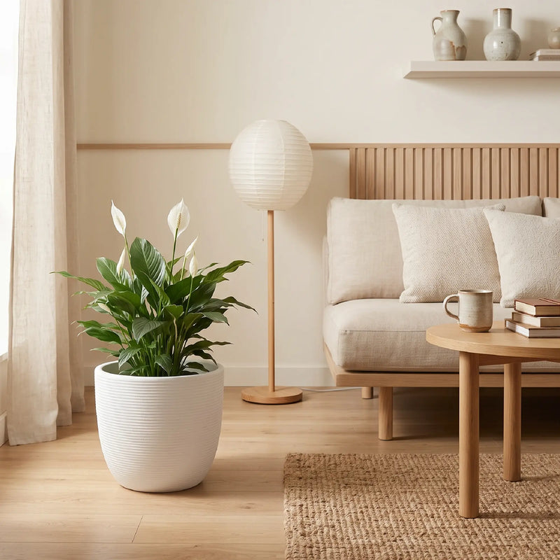Matera en Cerámica Acanalada Cónica 32 cm - ambiente #ia blanco - Tumatera.co