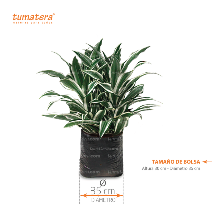 Planta Warnecki B35