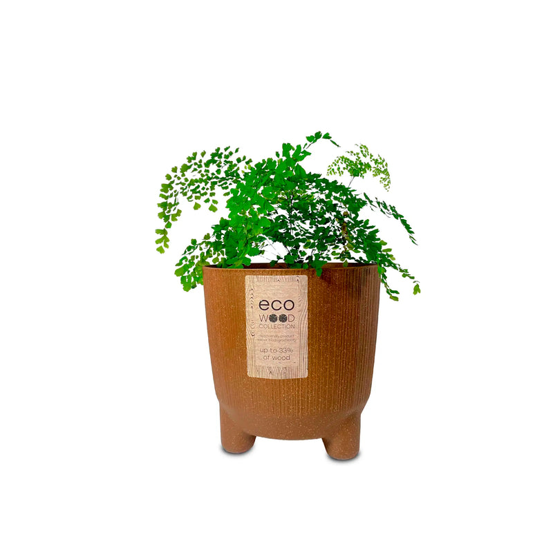 Combo Matera Ryfo N Eco 20 Cm Con Helecho Culantrillo