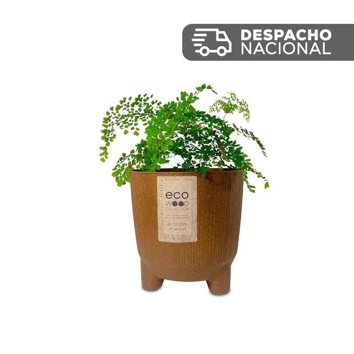 Combo Matera Ryfo N Eco 20 Cm Con Helecho Culantrillo - Tumatera.com