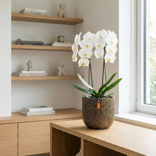 Matera Conic Round Skin Gold 14 cm - ambiente #ia - Tumatera.co