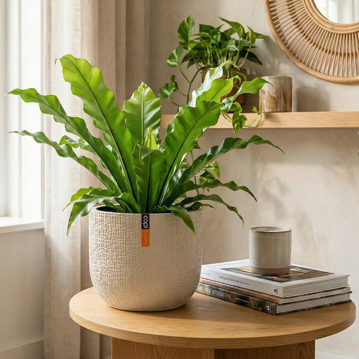 Matera Conic Round Skin 17 cm - ambiente #ia - Tumatera.co