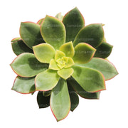 Suculenta Adeón Variegado B10 - Tumatera.co