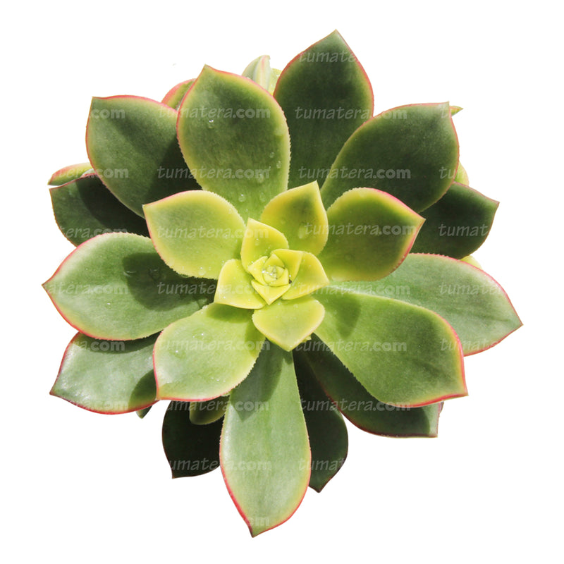 Suculenta Adeón Variegado B10 - Tumatera.co