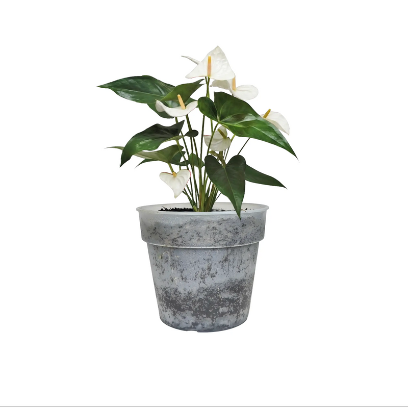 Planta Anturio Plus