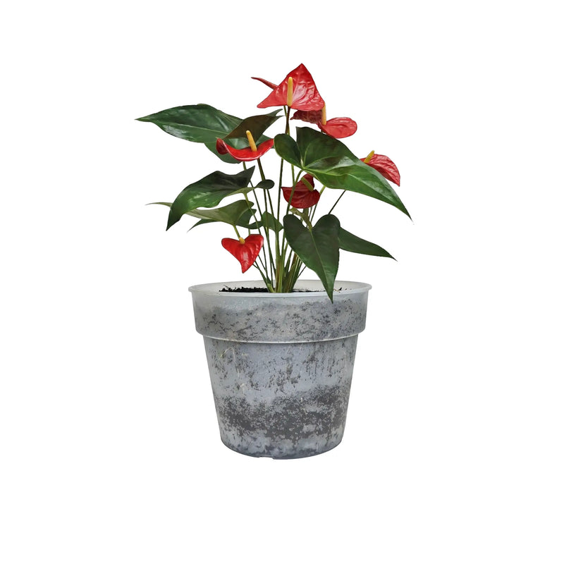 Planta Anturio Plus