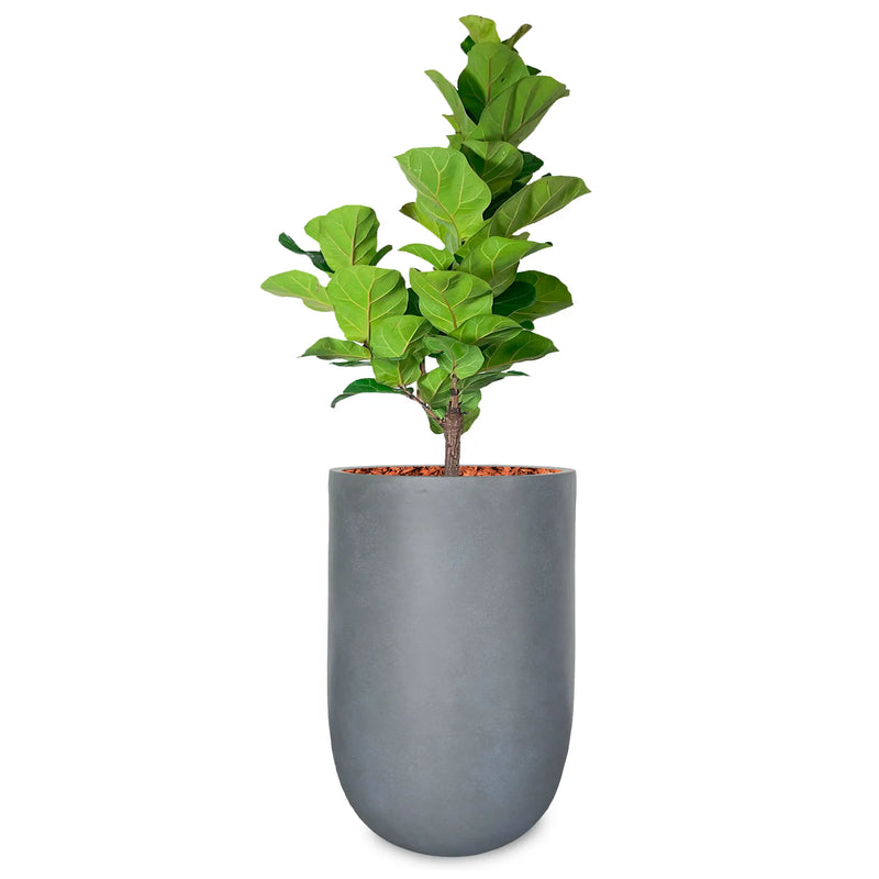 Combo Matera Fibro Arcilla 64 cm con Ficus Pandurata