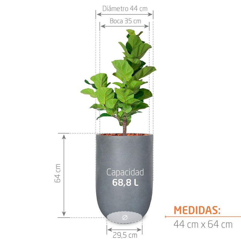 Combo Matera Fibro Arcilla 64 cm con Ficus Pandurata